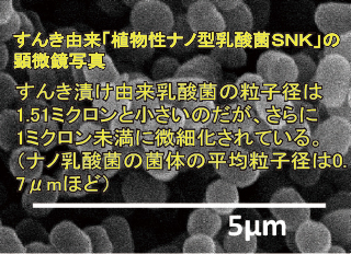 すんき由来「植物性ナノ型乳酸菌ＳＮＫ」の顕微鏡写真