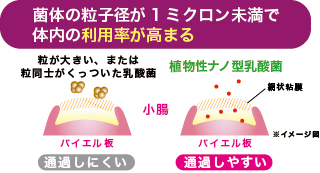 菌体の粒子径が1ミクロン未満で体内の利用率が高まる