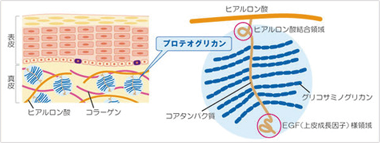 ヒアルロン酸・コラーゲン